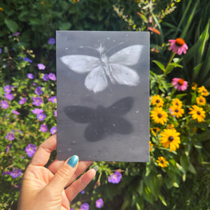 Postcard Print - Drowned Moth