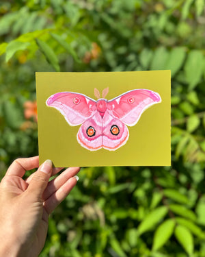 Pink Atlas Moth - 5x7" Print