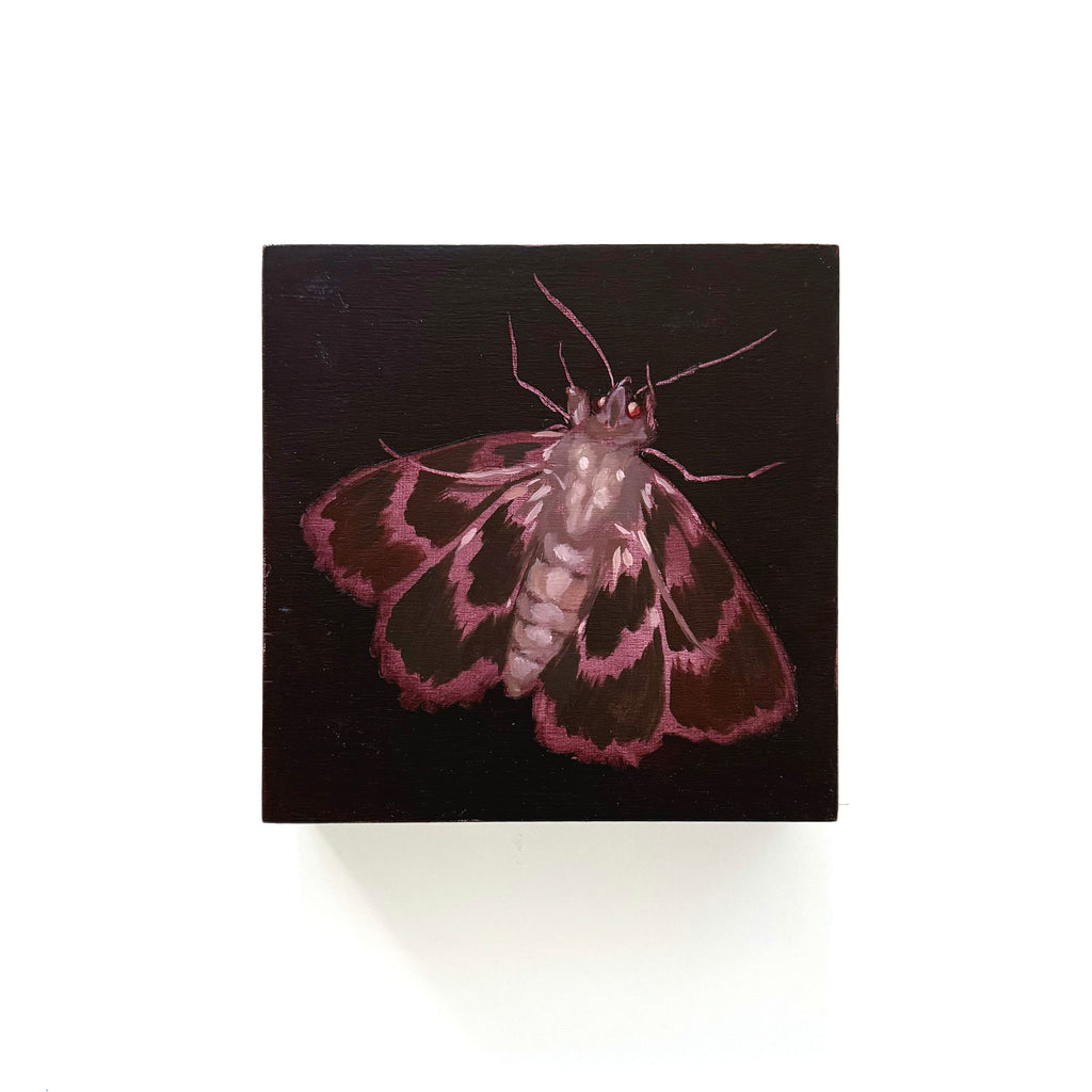 Moth  - Original Painting